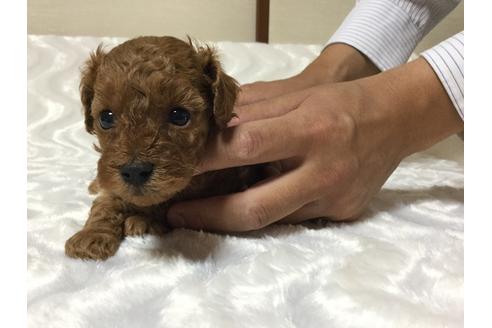 成約済の福岡県のトイプードル-17406の2枚目